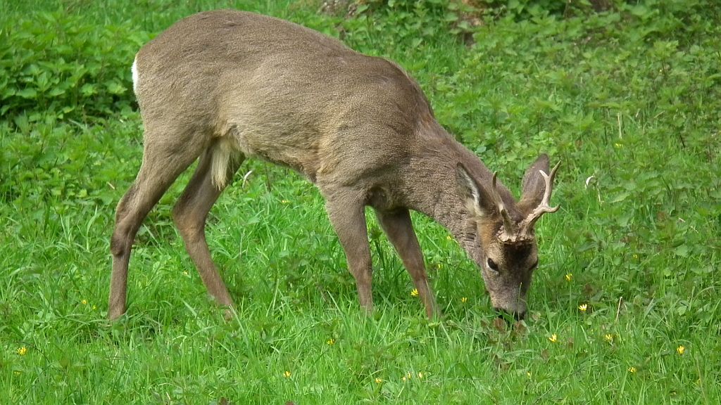 Sarna europejska (Capreolus capreolus)