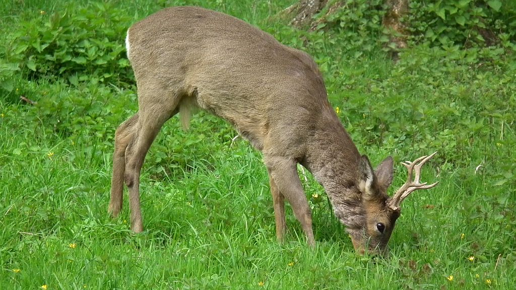 Sarna europejska (Capreolus capreolus)