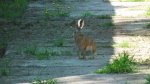 Zając szarak (Lepus europaeus)