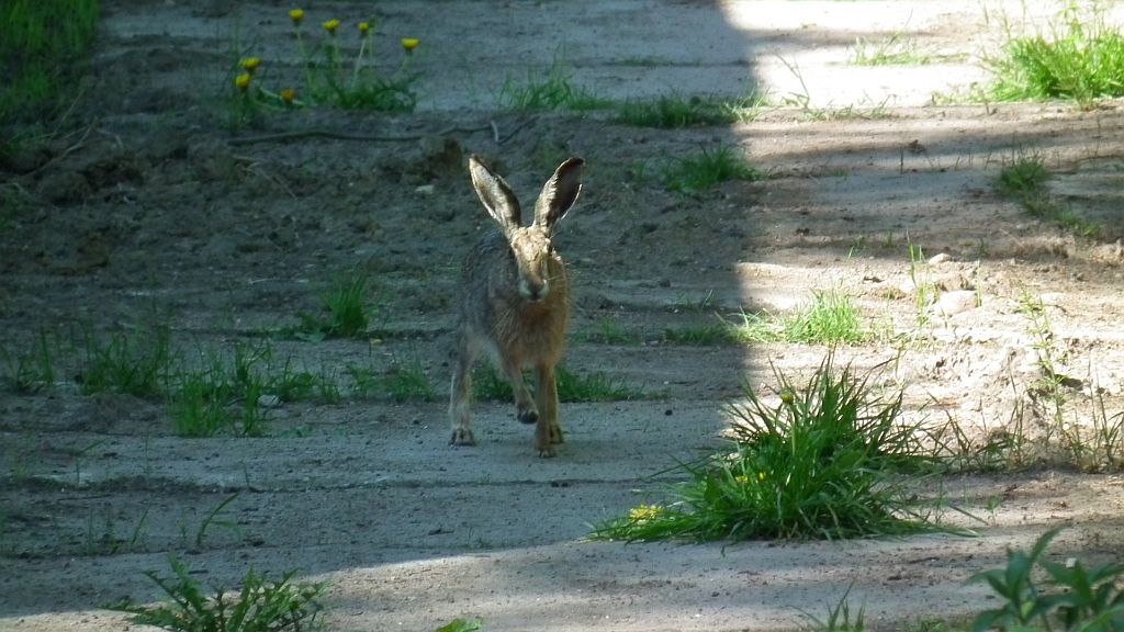 Zając szarak (Lepus europaeus)