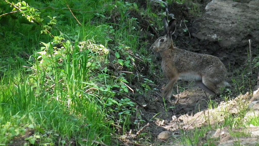 Zając szarak (Lepus europaeus)
