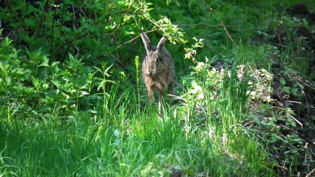 Zając szarak (Lepus europaeus)