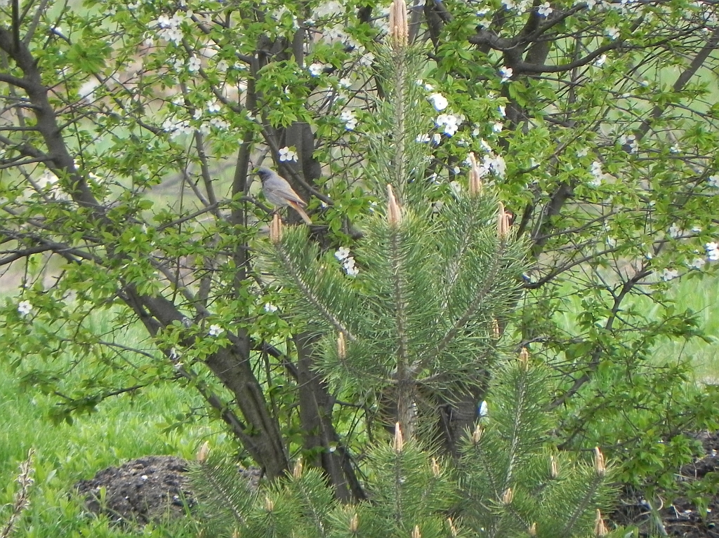 Kopciuszek zwyczajny, kopciuszek (Phoenicurus ochruros)