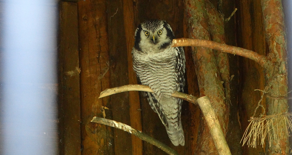 Sowa jarzębata (Surnia ulula)