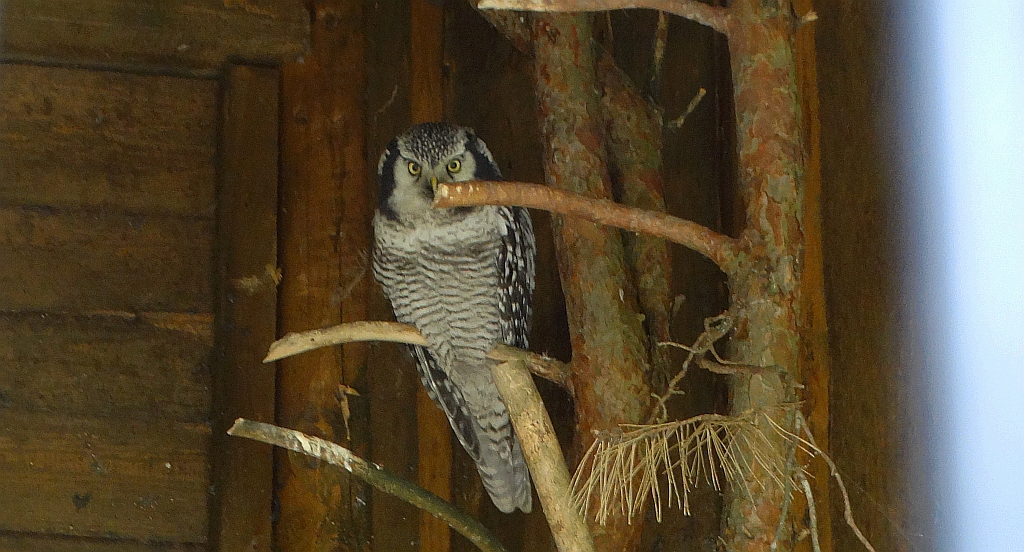 Sowa jarzębata (Surnia ulula)