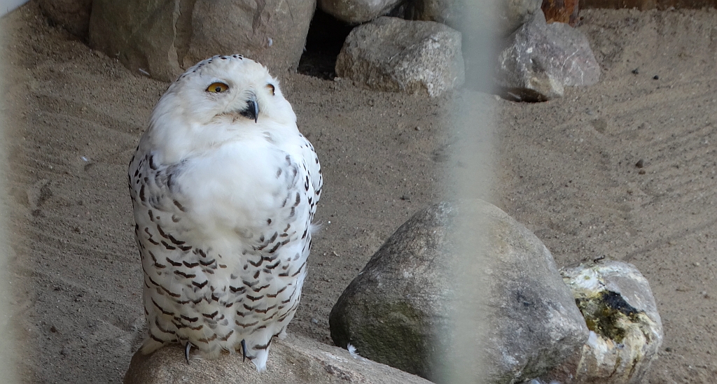 Sowa śnieżna (Nyctea scandiaca)