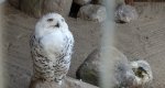 Sowa śnieżna (Nyctea scandiaca)