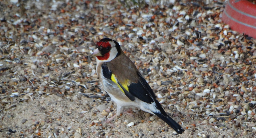 Szczygieł (Carduelis carduelis)