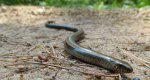 Padalec zwyczajny (Anguis fragilis)