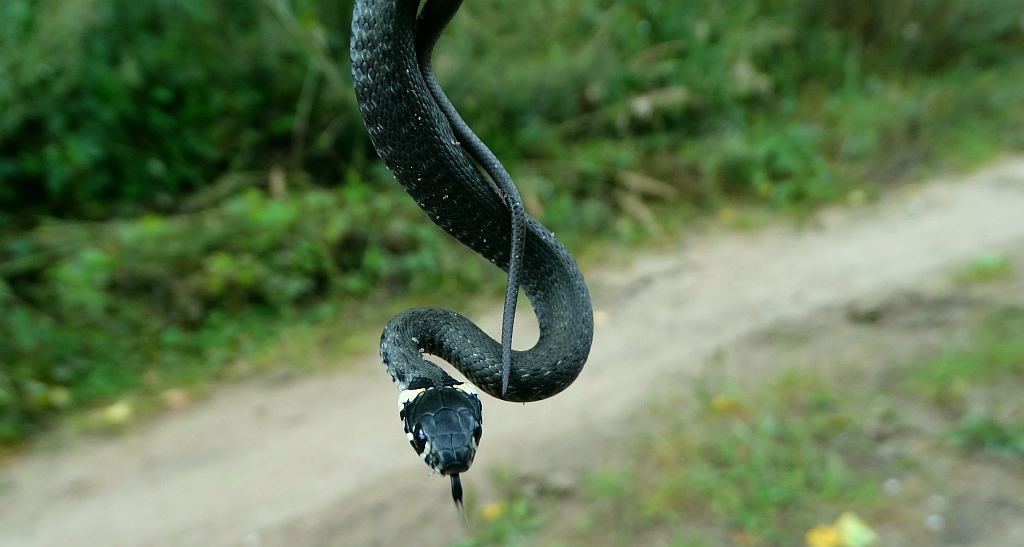 Zaskroniec zwyczajny (Natrix natrix)
