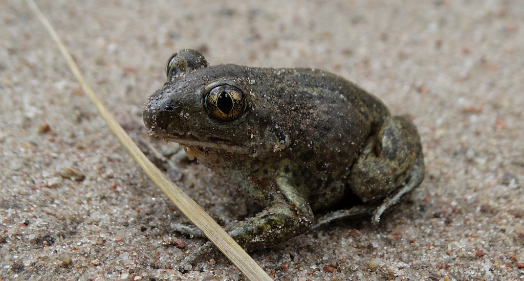 Grzebiuszka ziemna, huczek (Pelobates fuscus)