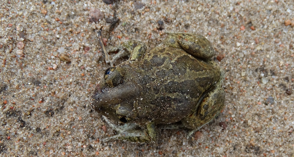 Grzebiuszka ziemna, huczek (Pelobates fuscus)