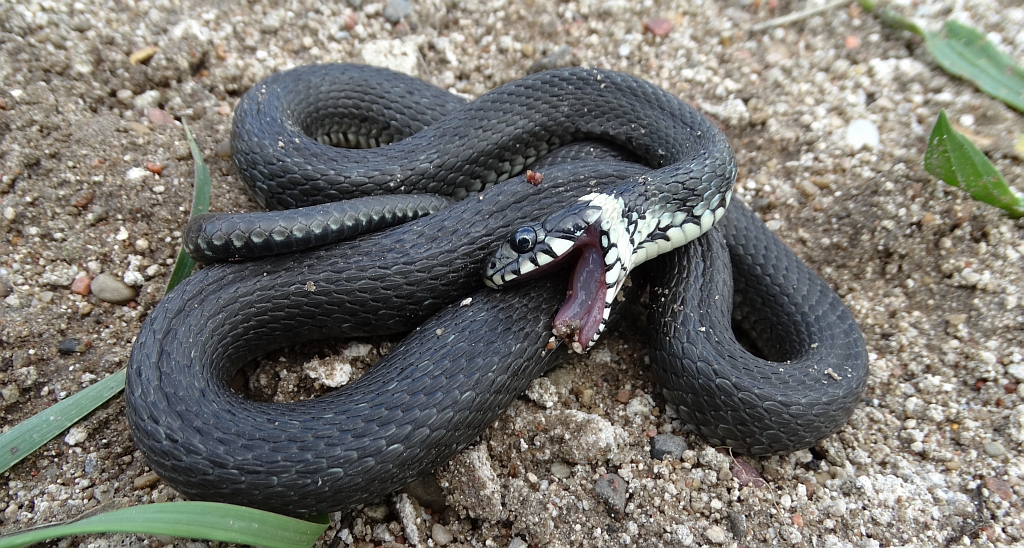 Zaskroniec zwyczajny (Natrix natrix)