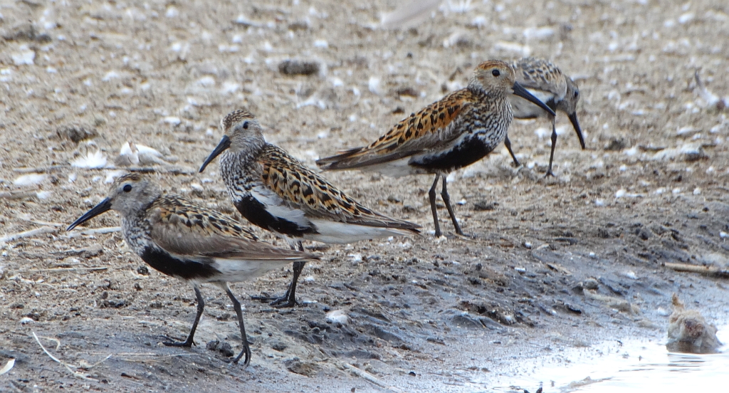 Biegus zmienny (Calidris alpina)