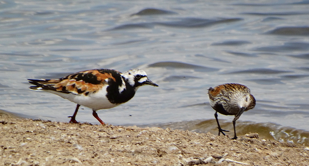Kamusznik zwyczajny, kamusznik (Arenaria interpres) i biegus zmienny (Calidris alpina)