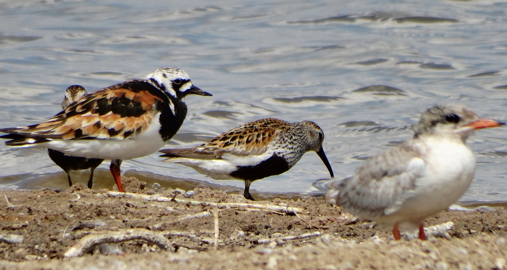 Kamusznik zwyczajny, kamusznik (Arenaria interpres), biegus zmienny (Calidris alpina) i młoda rybitwa rzeczna, rybitwa zwyczajna (Sterna hirundo)