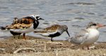 Kamusznik zwyczajny, kamusznik (Arenaria interpres), biegus zmienny (Calidris alpina) i młoda rybitwa rzeczna, rybitwa zwyczajna (Sterna hirundo)