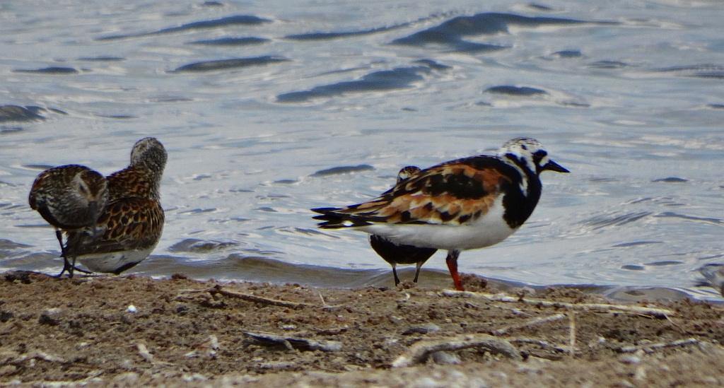 Kamusznik zwyczajny, kamusznik (Arenaria interpres) i biegus zmienny (Calidris alpina)