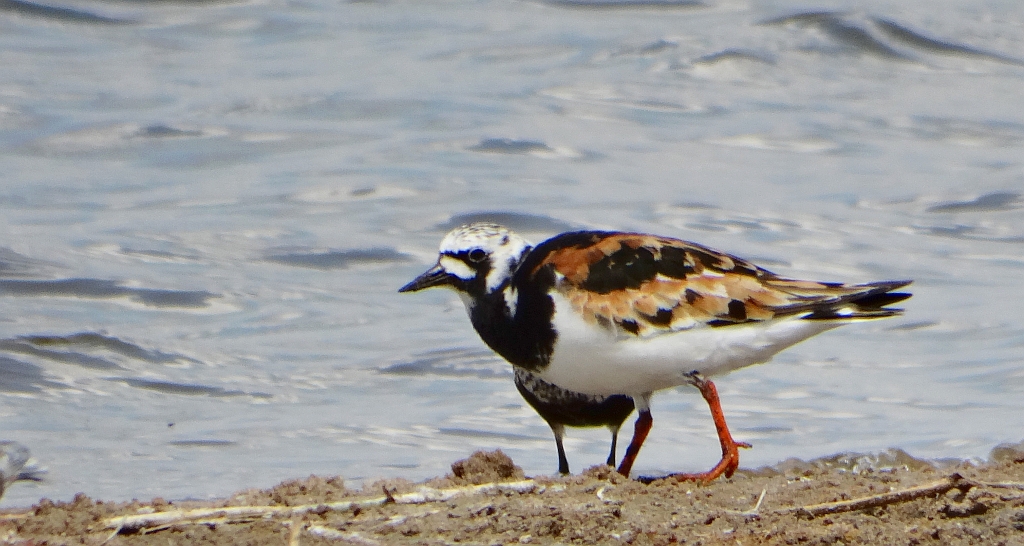 Kamusznik zwyczajny, kamusznik (Arenaria interpres)