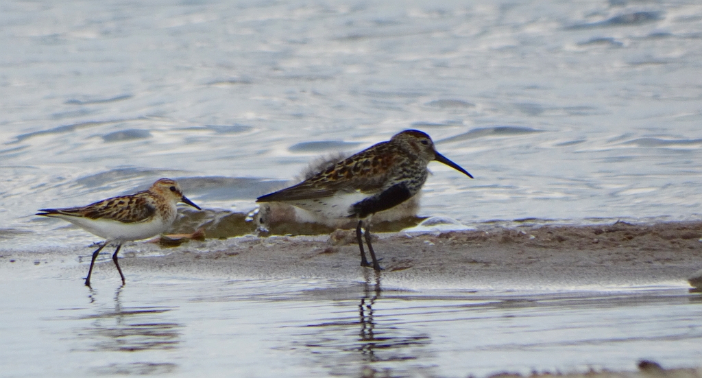 Biegus zmienny (Calidris alpina) i biegus malutki (Calidris minuta)