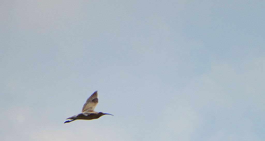 Kulik wielki (Numenius arquata)