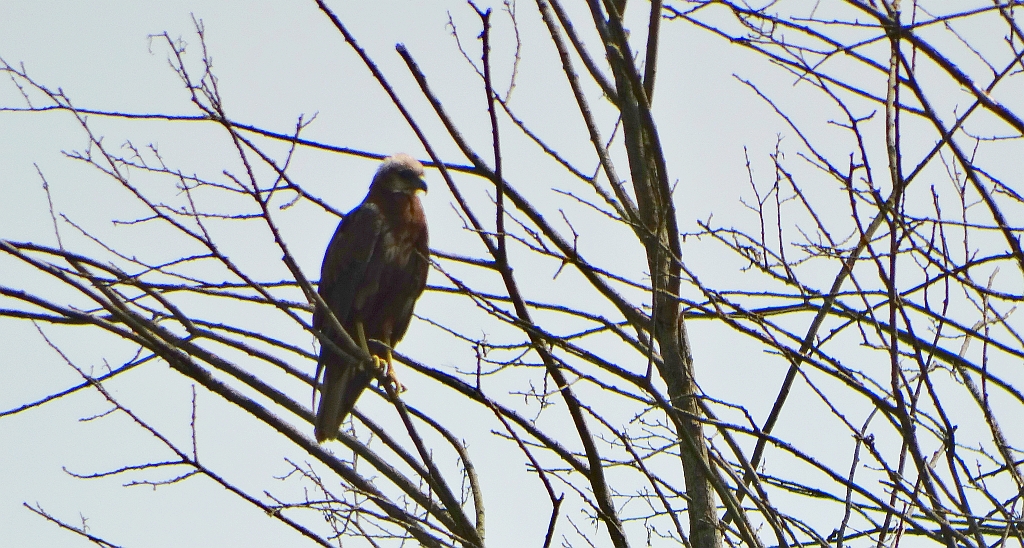 Błotniak stawowy (Circus aeruginosus)