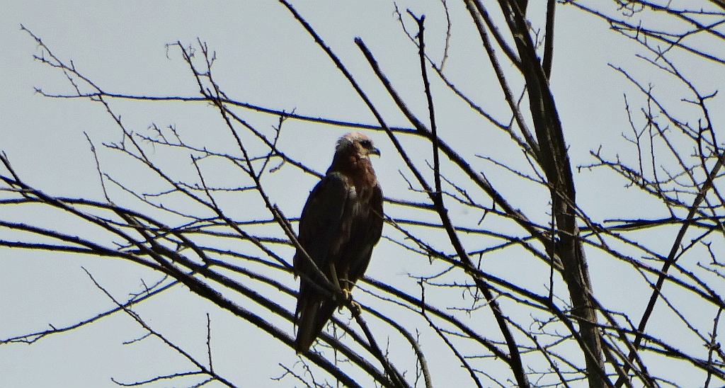 Błotniak stawowy (Circus aeruginosus)
