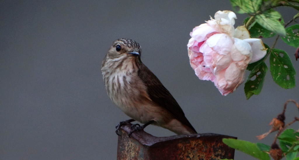 Muchołówka szara (Muscicapa striata)