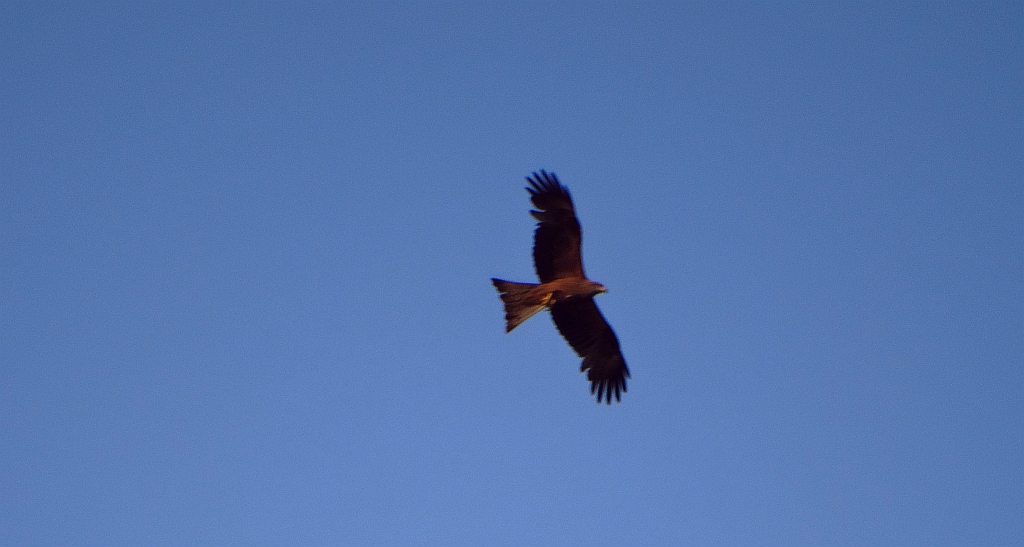 Kania czarna (Milvus migrans)