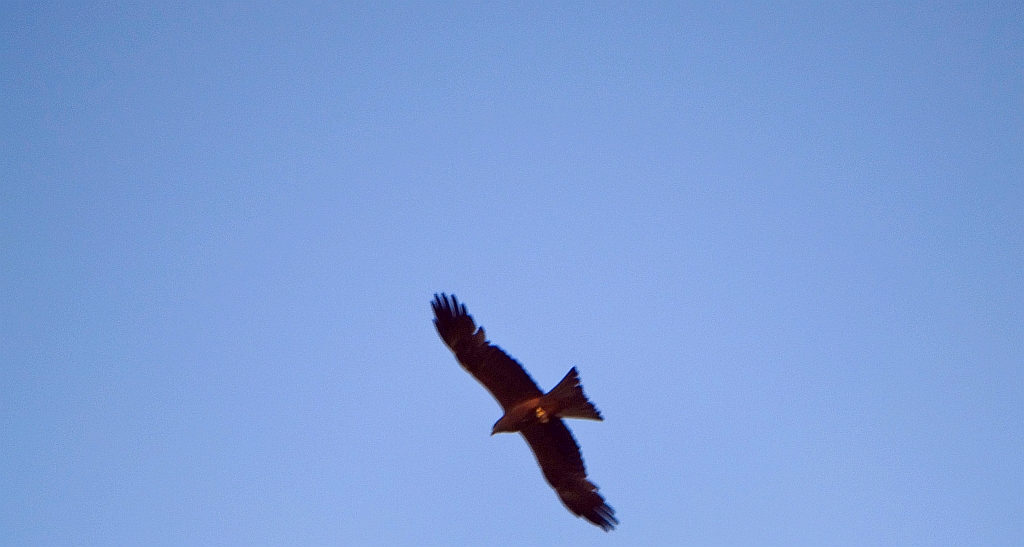 Kania czarna (Milvus migrans)