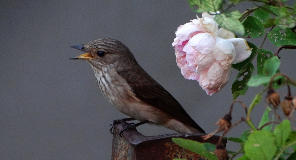 Muchołówka szara (Muscicapa striata)