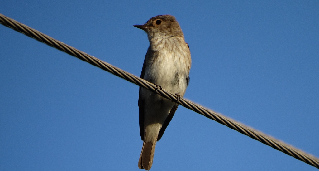 Muchołówka szara (Muscicapa striata)
