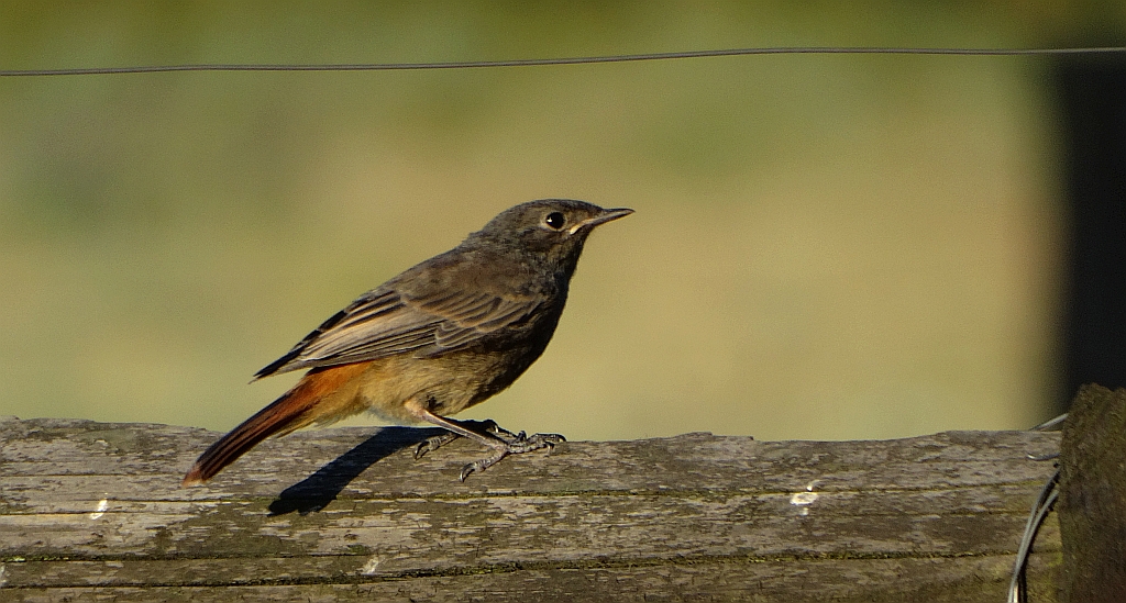 Kopciuszek zwyczajny, kopciuszek (Phoenicurus ochruros)
