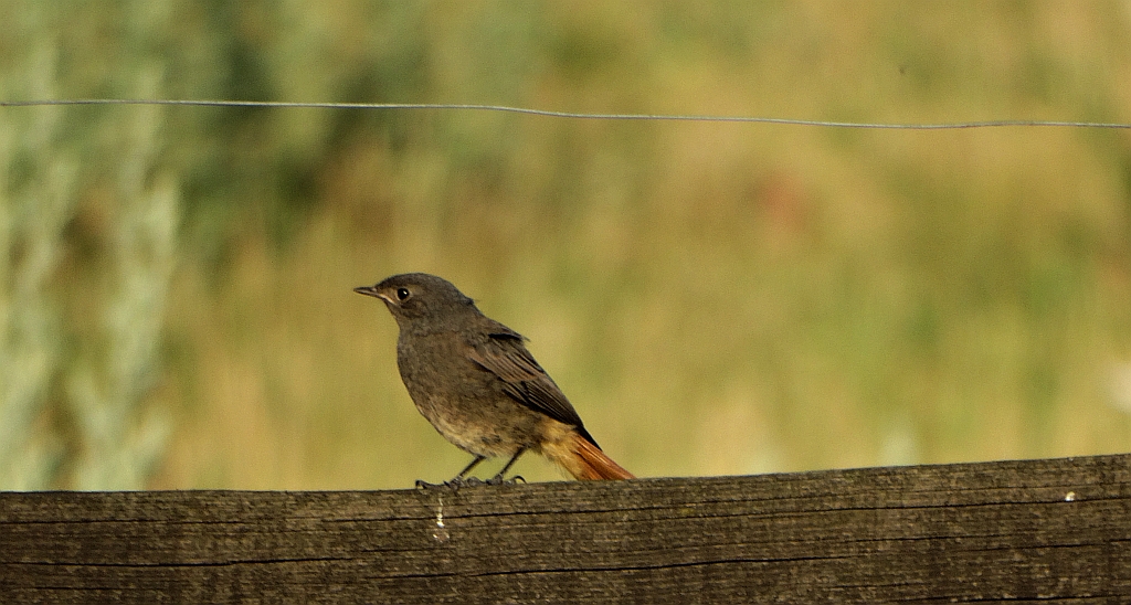 Kopciuszek zwyczajny, kopciuszek (Phoenicurus ochruros)
