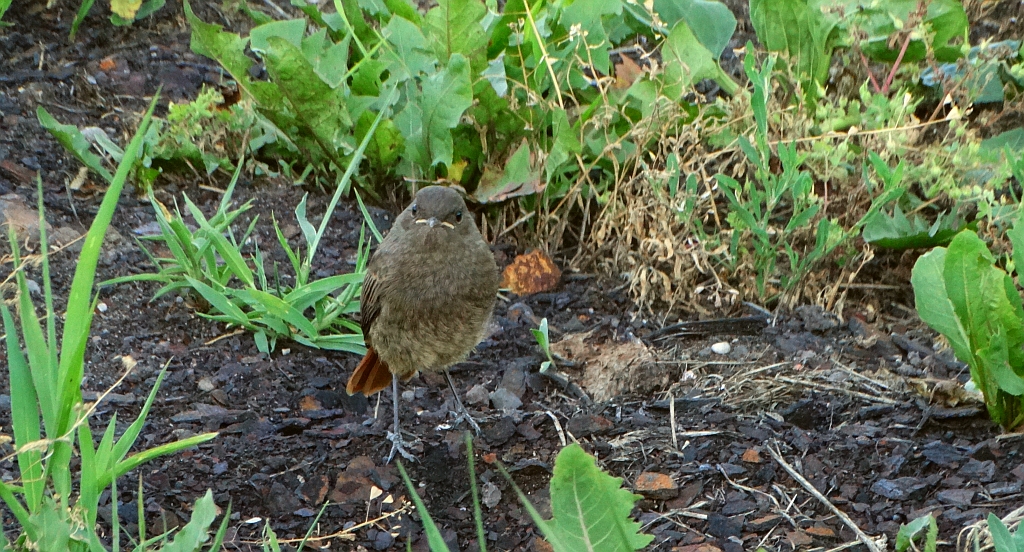 Kopciuszek zwyczajny, kopciuszek (Phoenicurus ochruros)
