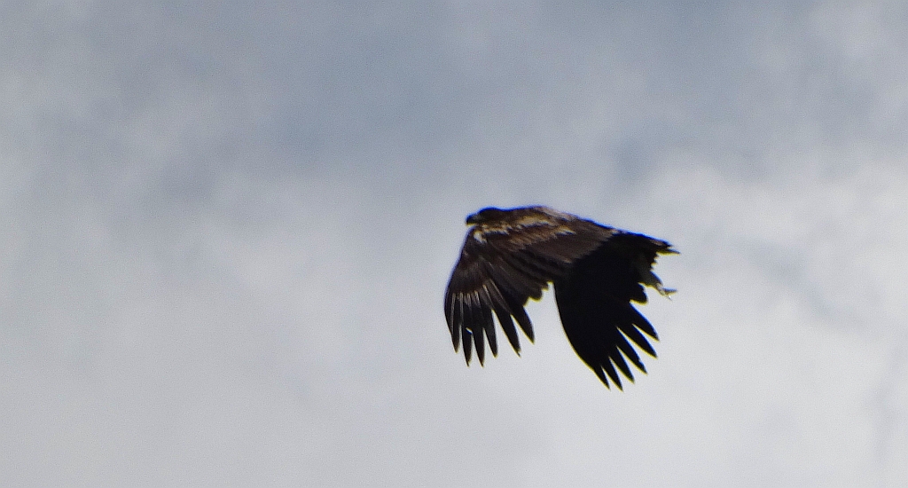 Bielik zwyczajny, bielik (Haliaeetus albicilla)