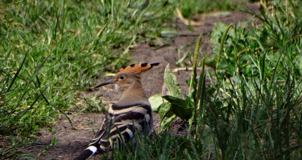 Dudek, dudek zwyczajny (Upupa epops)