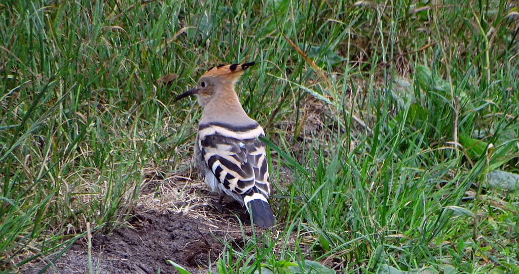 Dudek, dudek zwyczajny (Upupa epops)