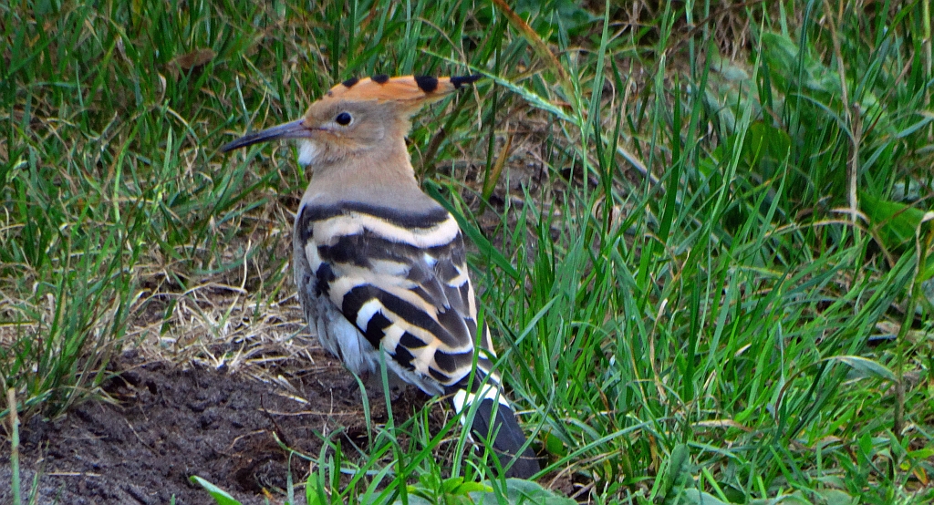 Dudek, dudek zwyczajny (Upupa epops)