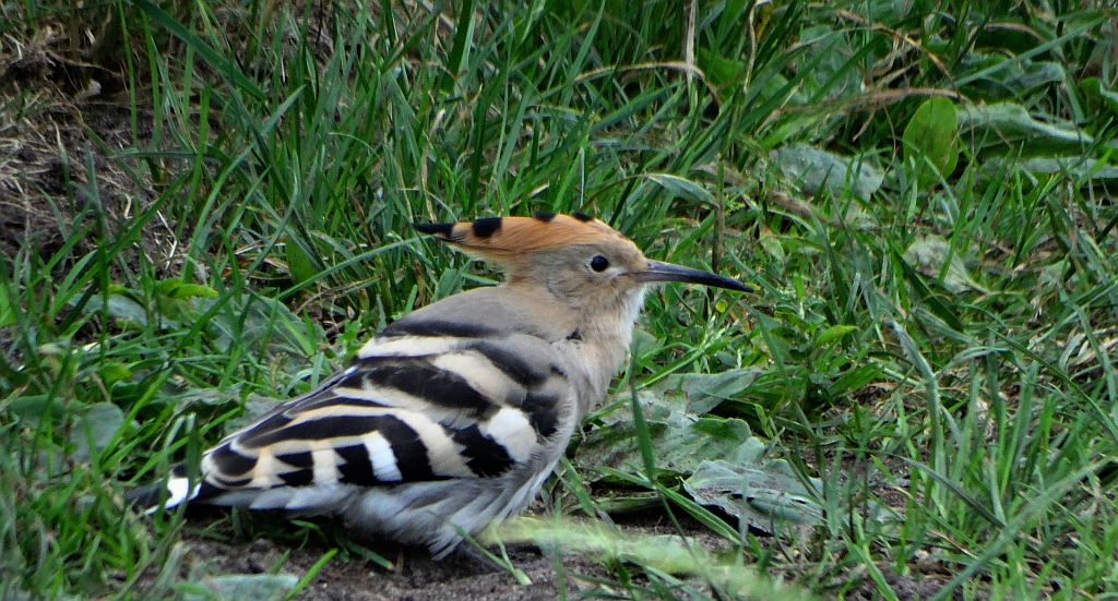 Dudek, dudek zwyczajny (Upupa epops)