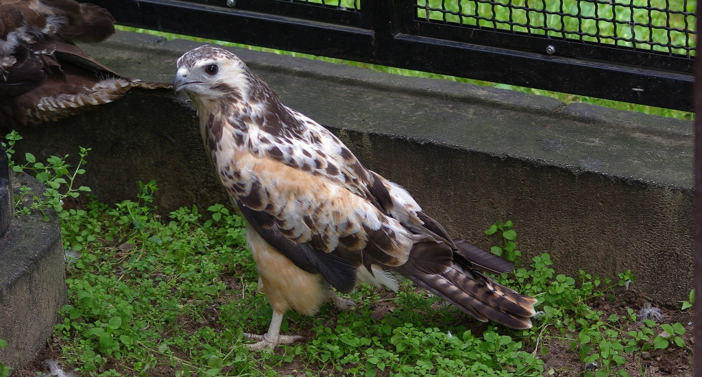 Myszołów zwyczajny, myszołów (Buteo buteo)