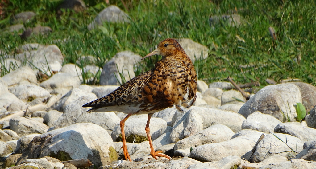 Batalion, bojownik batalion, bojownik zmienny, biegus bojownik, bojownik odmienny (Calidris pugnax)