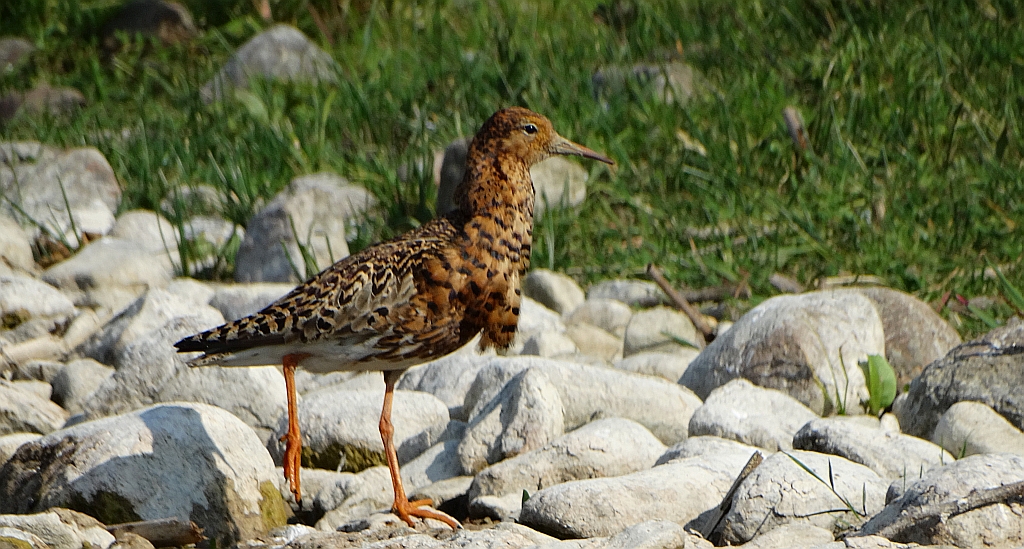 Batalion, bojownik batalion, bojownik zmienny, biegus bojownik, bojownik odmienny (Calidris pugnax)