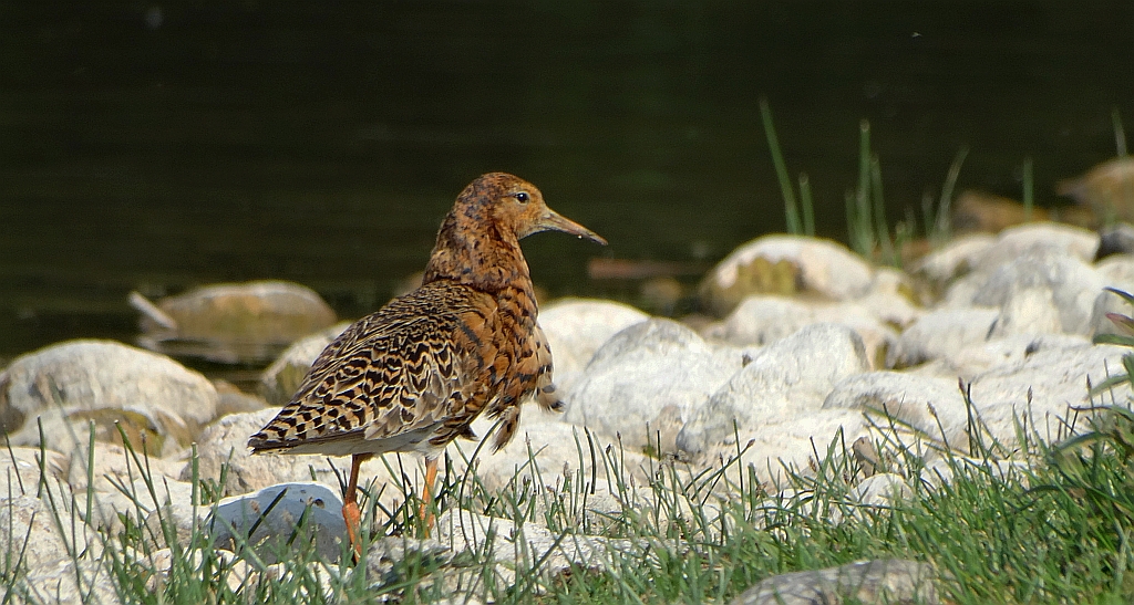 Batalion, bojownik batalion, bojownik zmienny, biegus bojownik, bojownik odmienny (Calidris pugnax)
