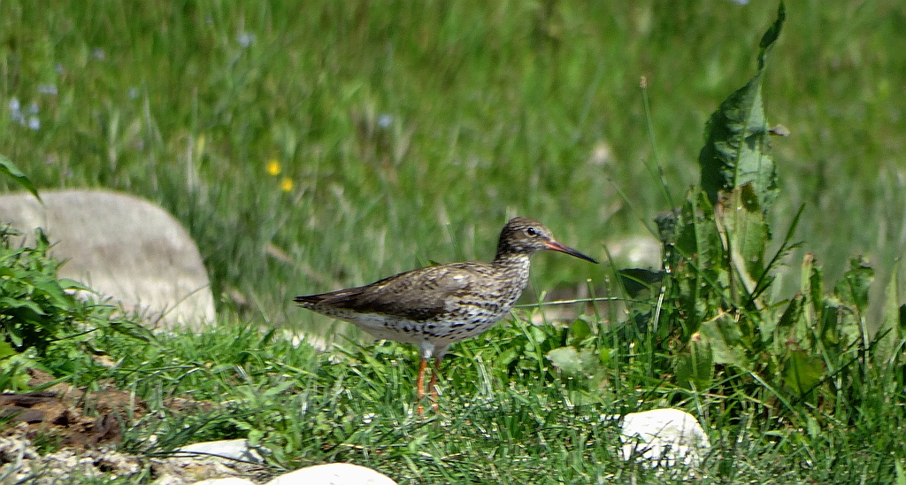 Krwawodziób, brodziec krwawodzioby (Tringa totanus)