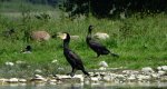 Kormoran zwyczajny, kormoran czarny (Phalacrocorax carbo)