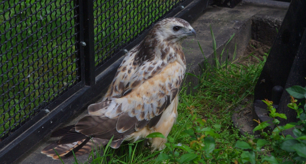 Myszołów zwyczajny, myszołów (Buteo buteo)