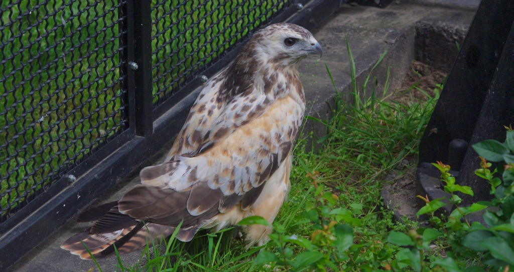 Myszołów zwyczajny, myszołów (Buteo buteo)