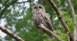 Puszczyk (Strix aluco)
