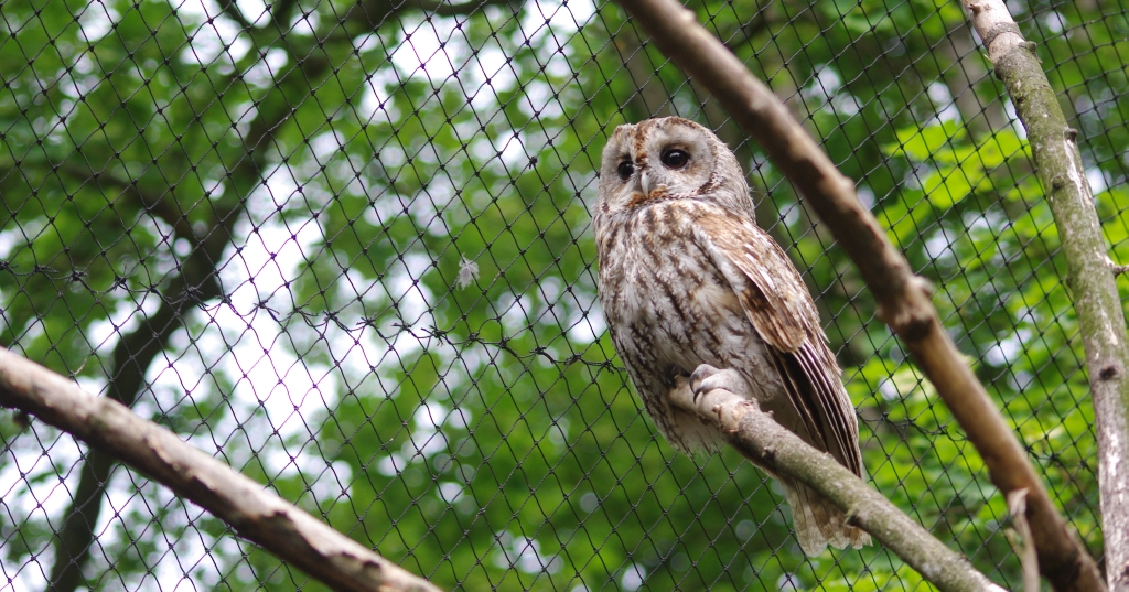 Puszczyk (Strix aluco)